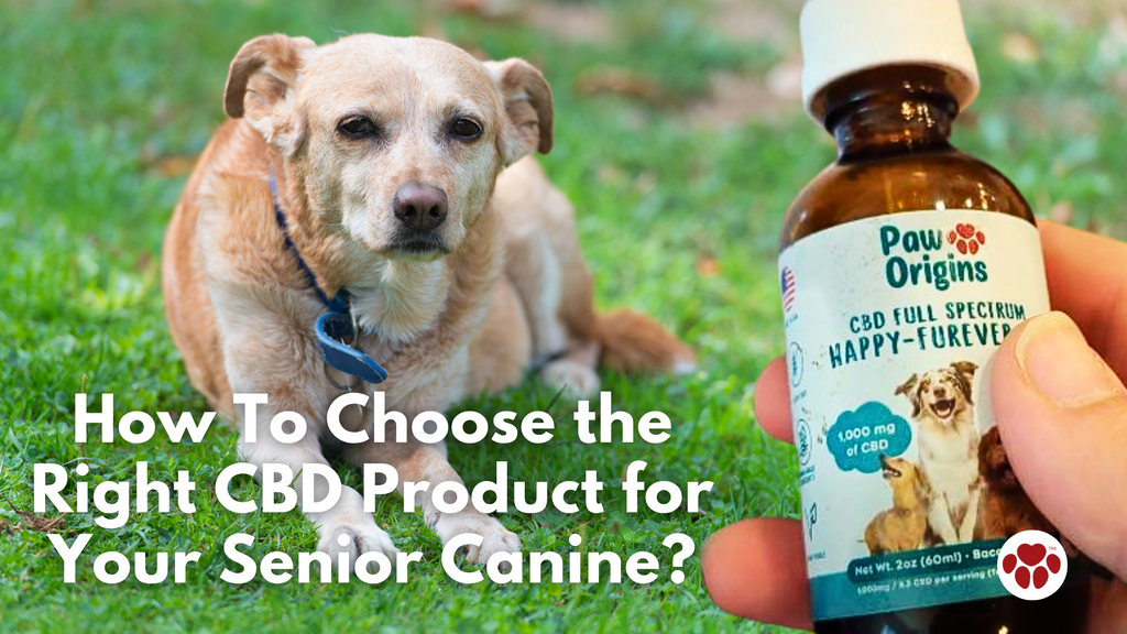 How To Choose the Right CBD Product for Your Senior Canine?