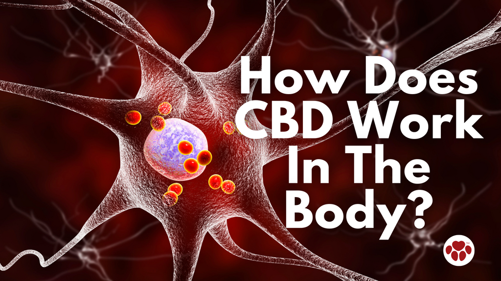 How Does CBD Work In The Body?