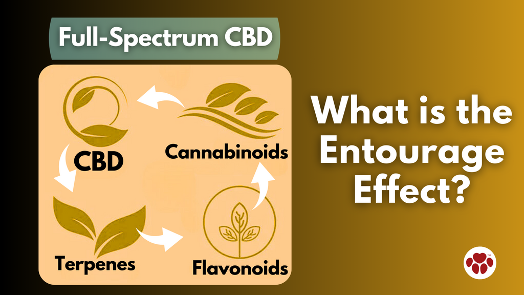 What is the Entourage Effect of CBD?