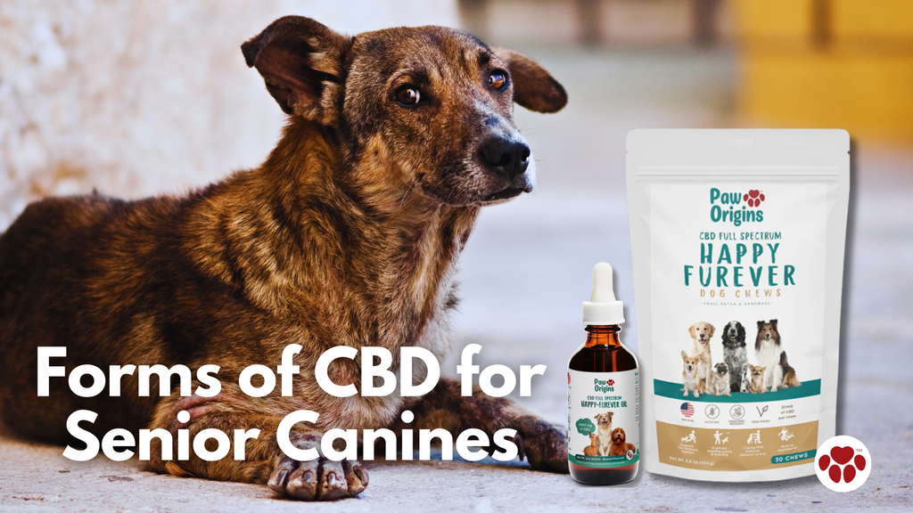 Forms of CBD for Senior Canines