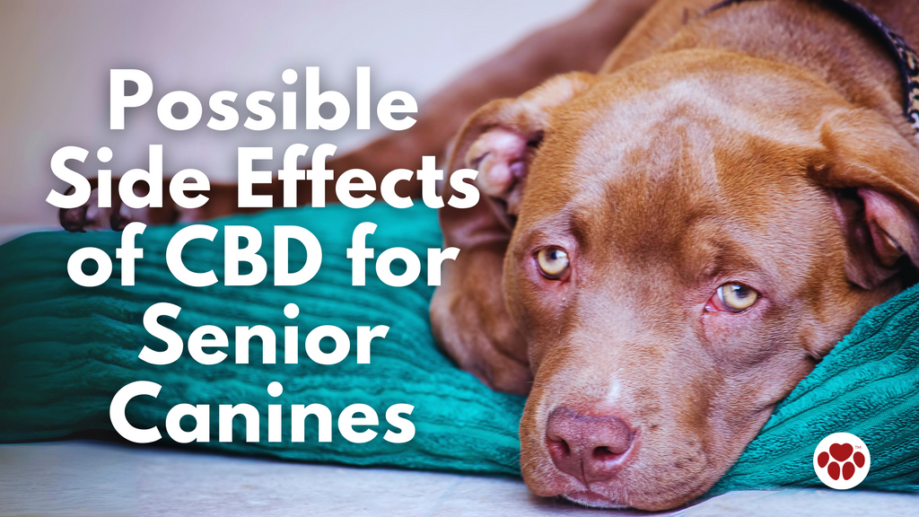 Possible Side Effects of CBD For Senior Canines