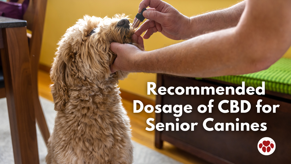 Recommended Dosage of CBD For Senior Canines