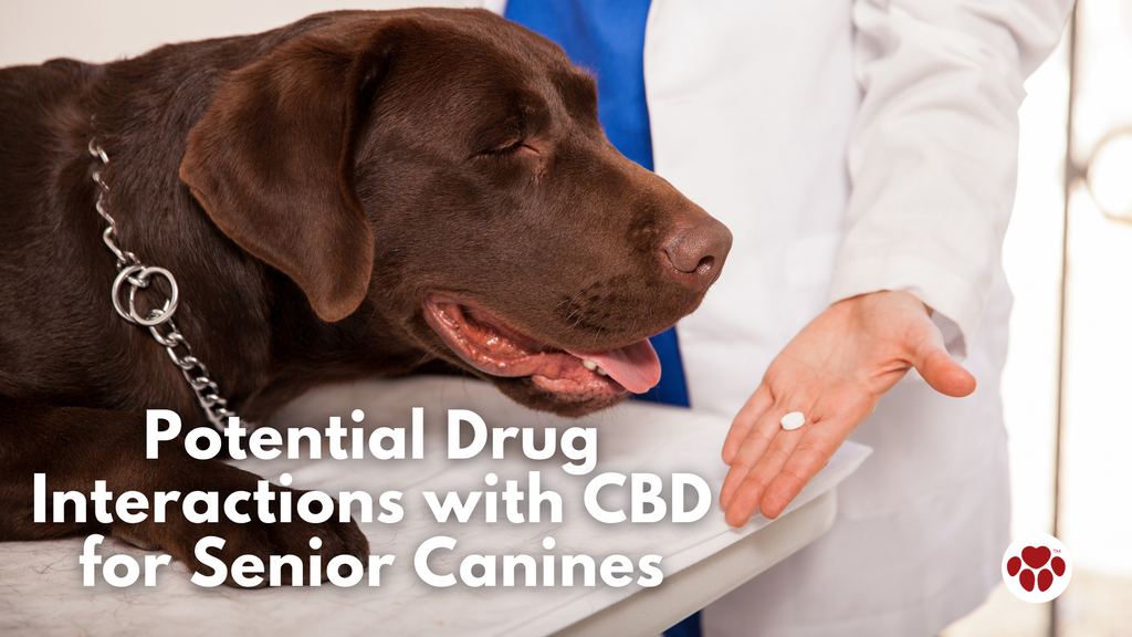 Potential Drug Interactions with CBD For Senior Canines