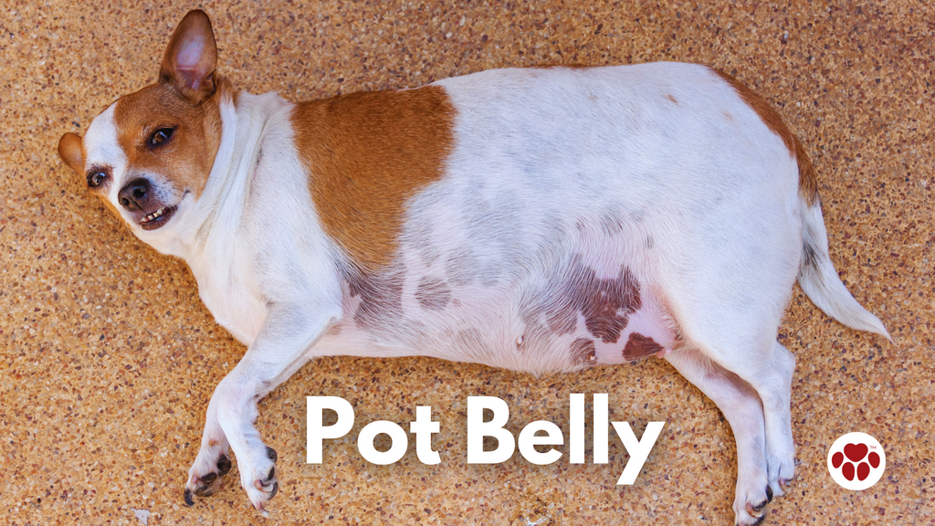 dog with pot belly