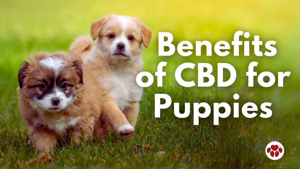 Benefits Of CBD For Puppies