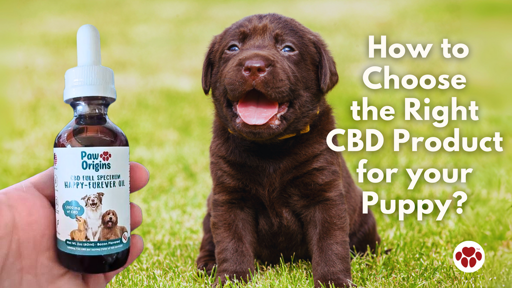 How to Choose  the Right CBD Product  for your Puppy?