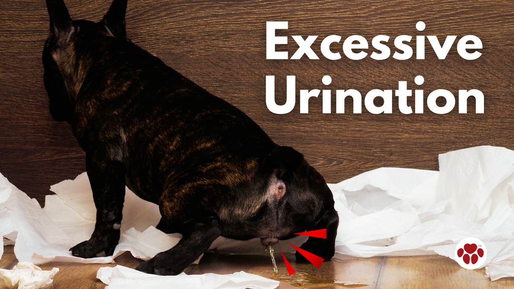 dog with excessive urination
