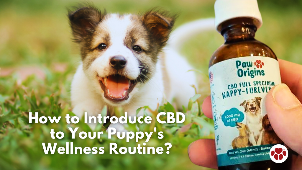How to Introduce CBD to Your Puppy's Wellness Routine?