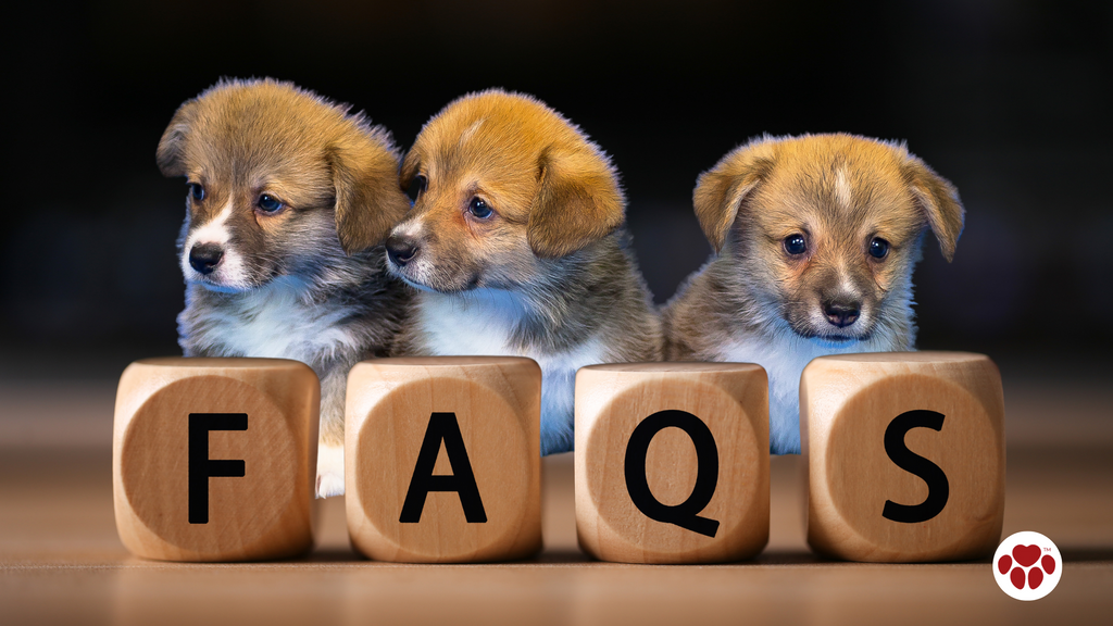 Frequently Asked Questions about CBD oil for Puppies