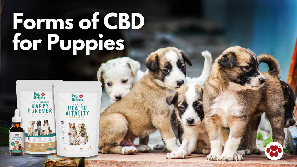 Forms of CBD  for Puppies
