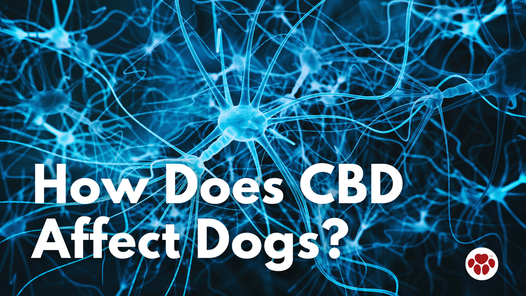 How Does CBD Affect Dogs?