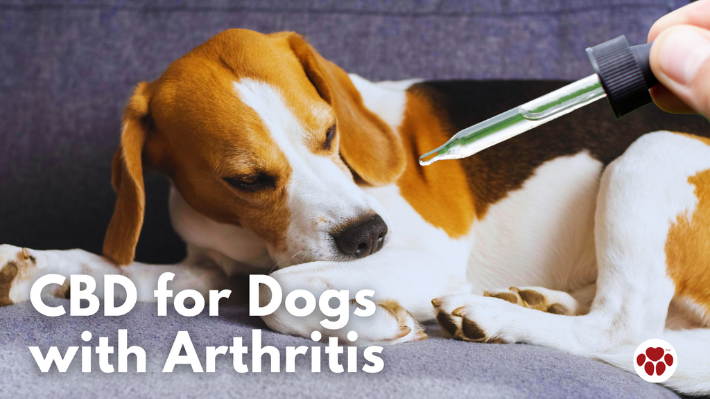 CBD for Dogs  with Arthritis