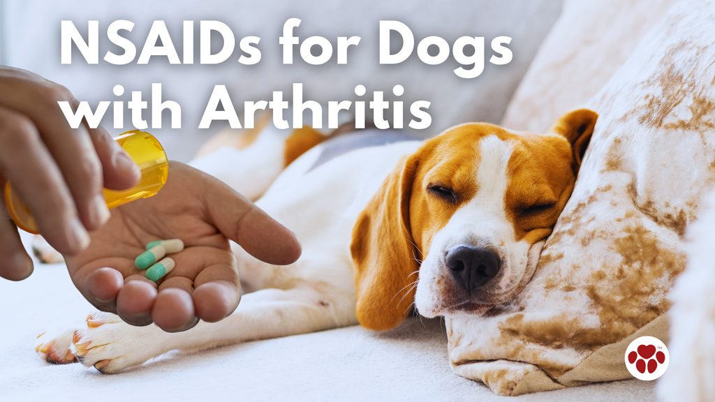 NSAIDs for Dogs with Arthritis