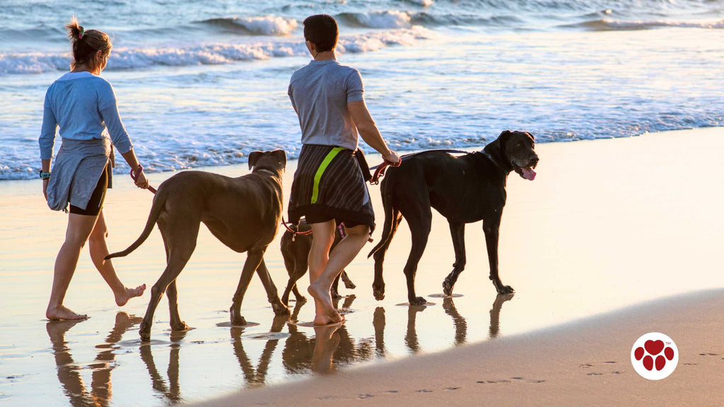 Couple taking their great danes for a walk on beach