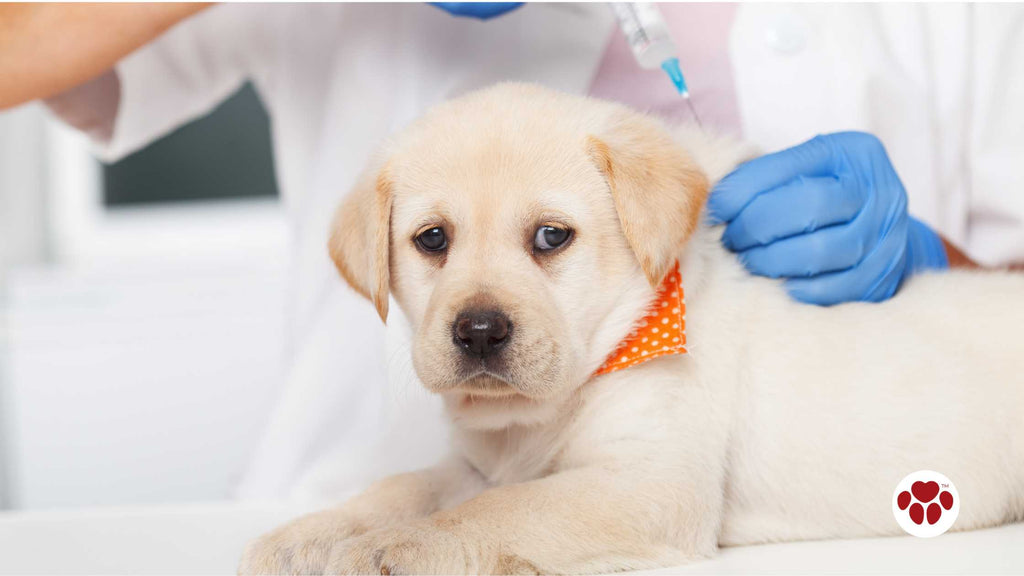 Cute labrador puppy dog getting a vaccine at the veterinary clinic