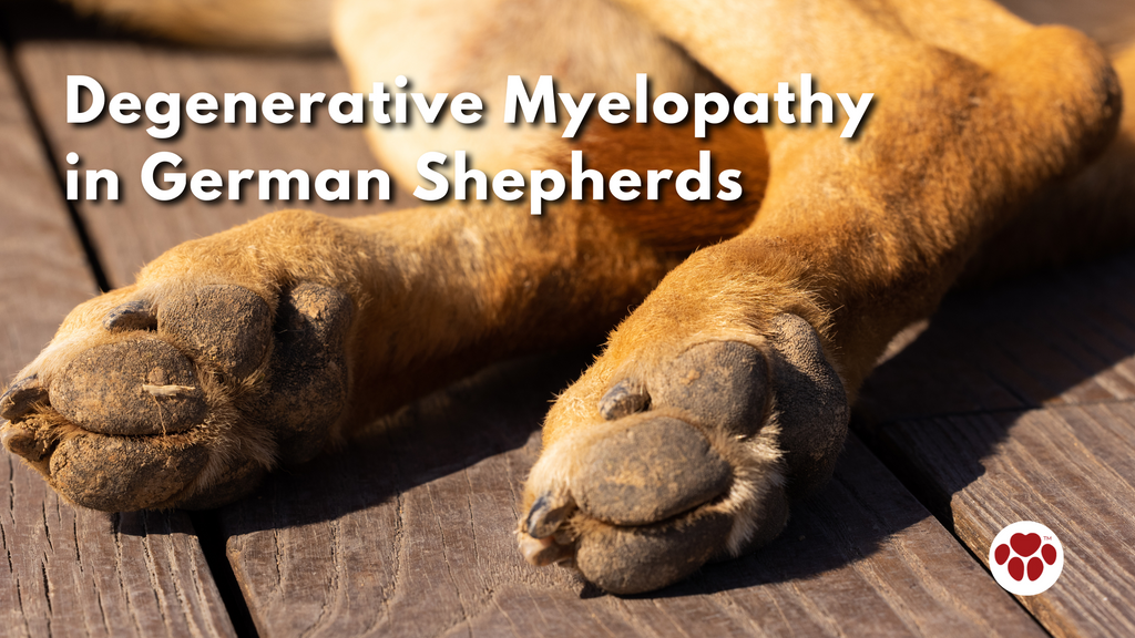 Degenerative Myelopathy in German Shepherds