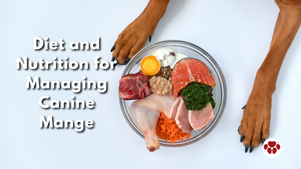 Diet and Nutrition for Managing Canine Mange