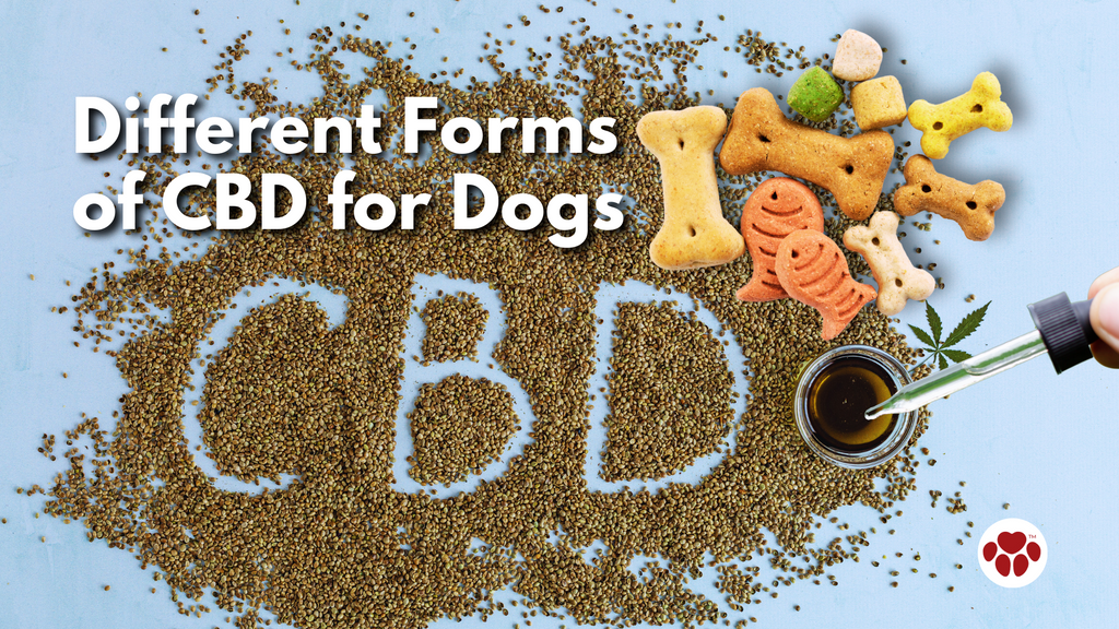 Different Forms of CBD for Dogs