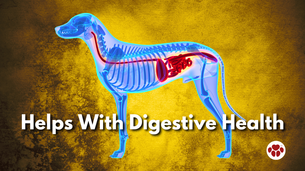Dog Digestive Health
