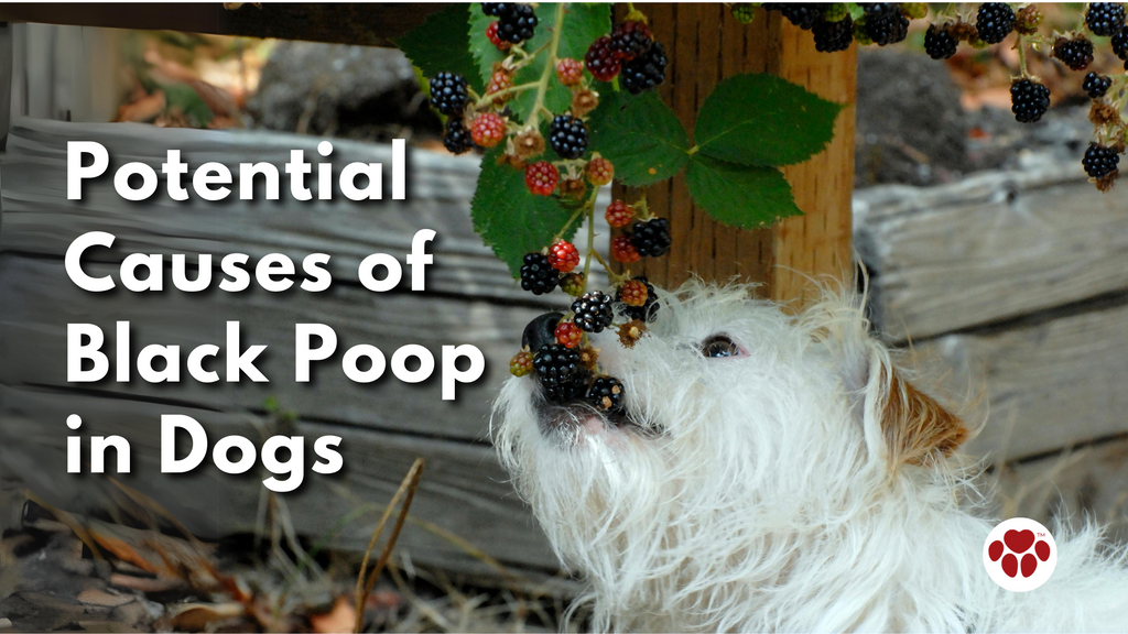 Potential Causes of Black Poop in Dogs