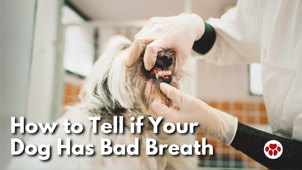 Dog Bad Breath