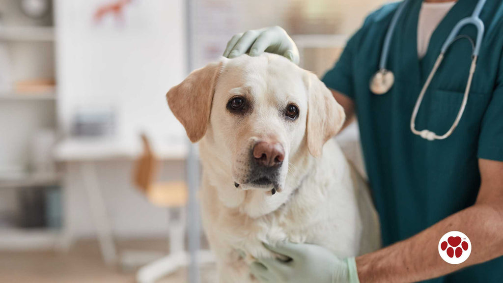 Dog at Vet Clinic