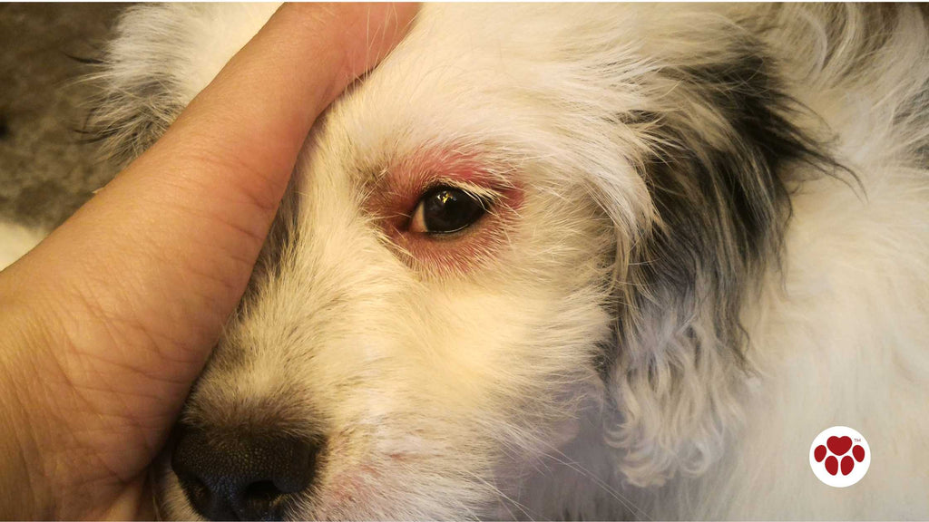 a dog with eye infection