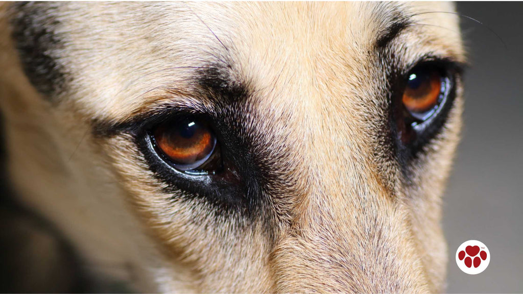 Dog eyes up close