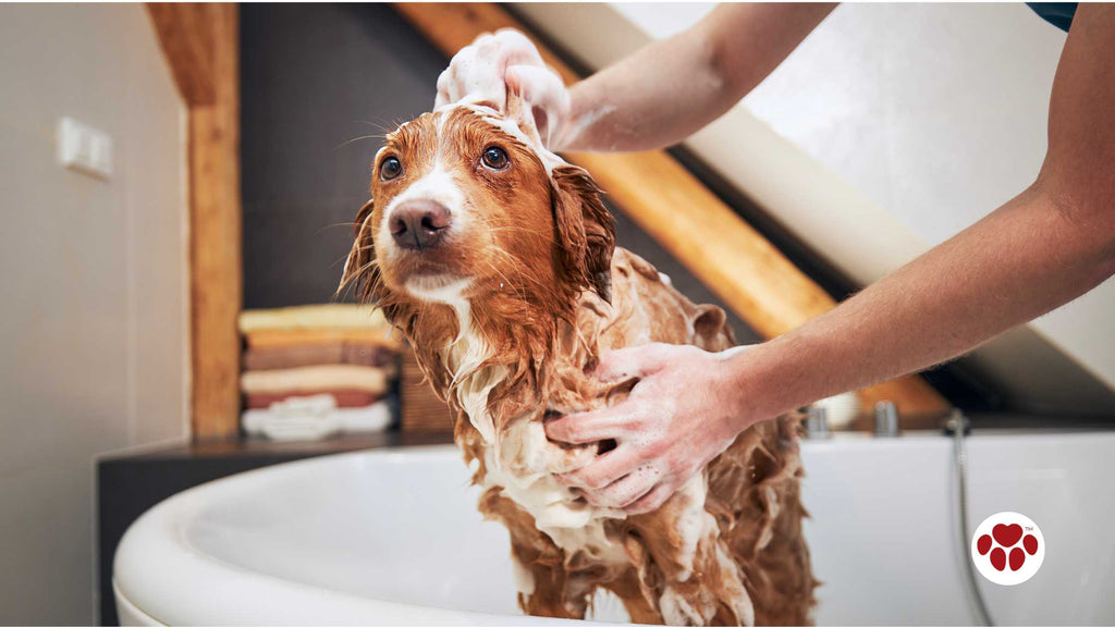 Dog taking bath at home