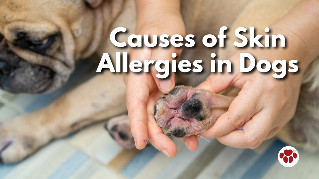 Causes of Skin Allergies in Dogs