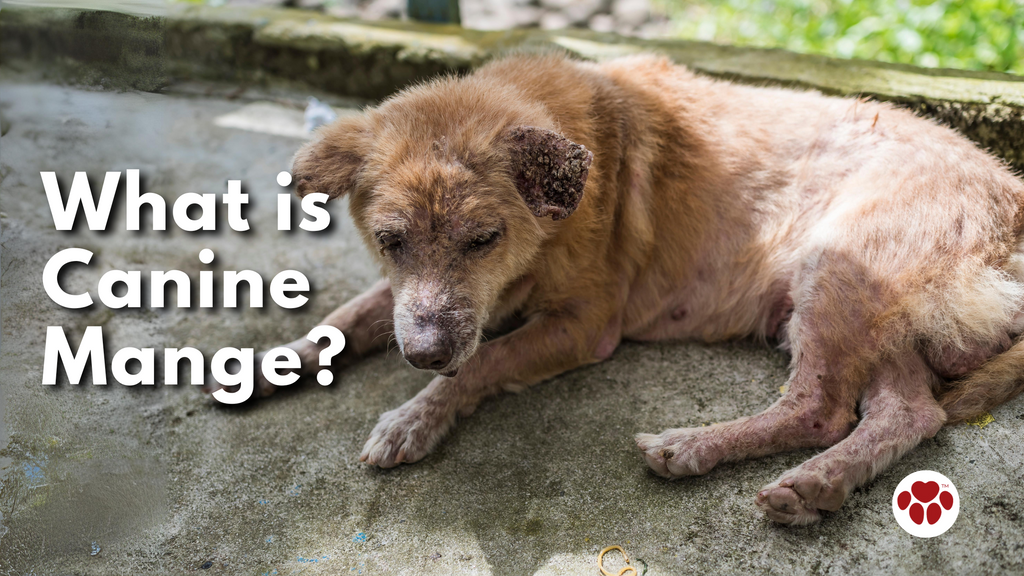 What is Canine Mange