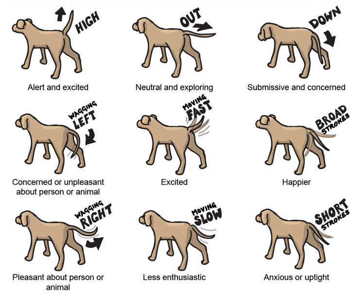 Different Dog Emotions