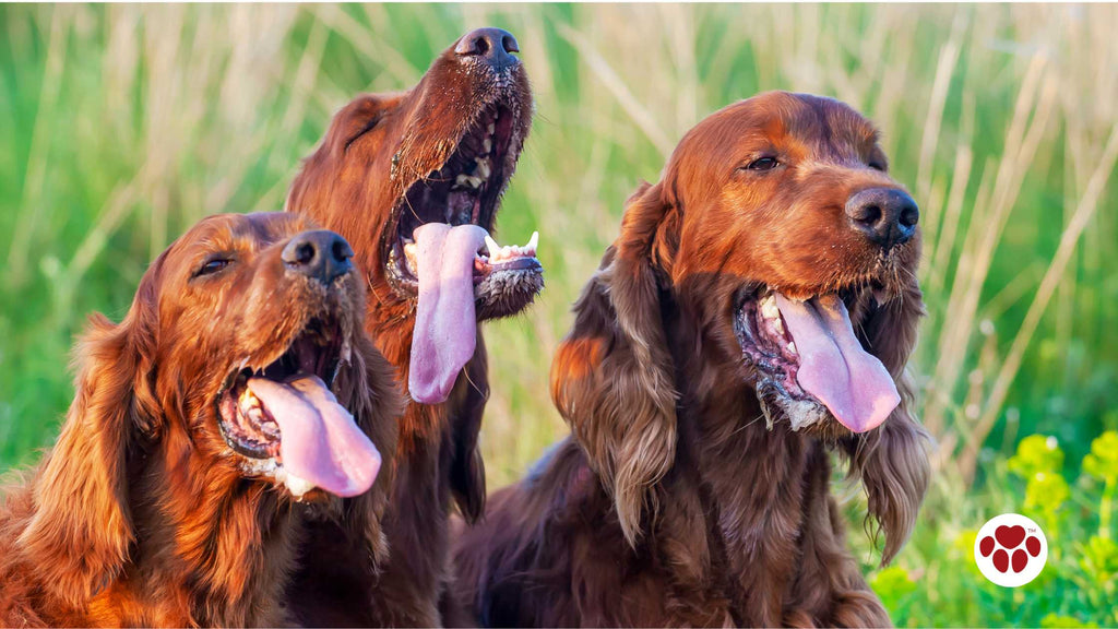 Drooling dogs panting in a hot summer