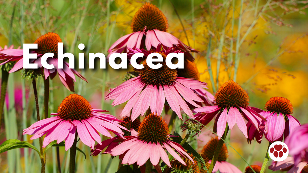 Echinacea