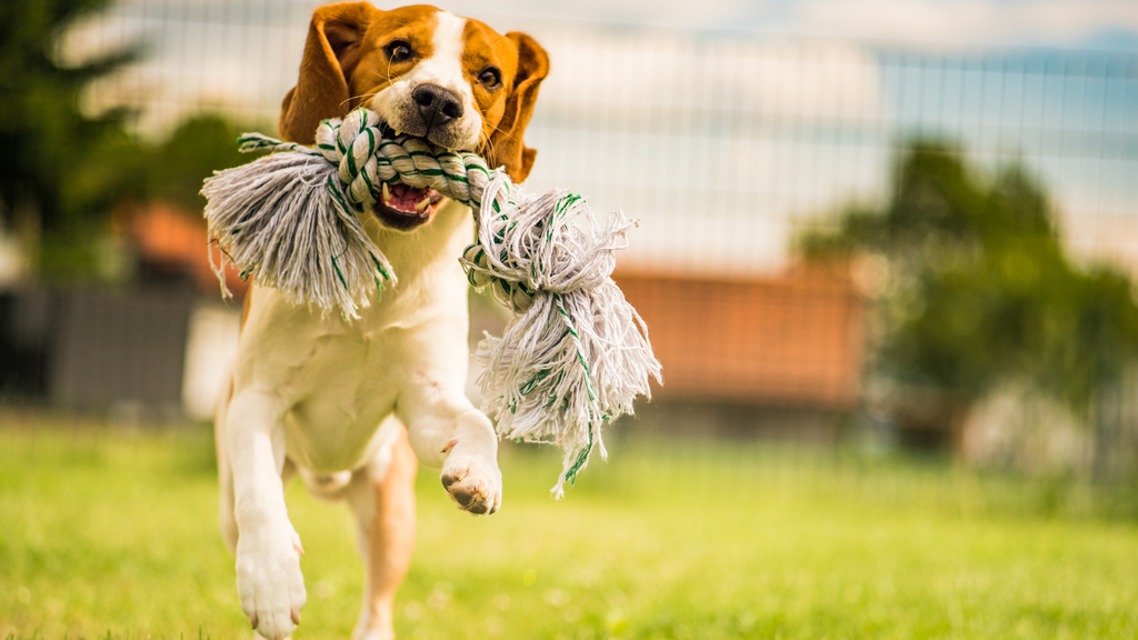 a happy dog