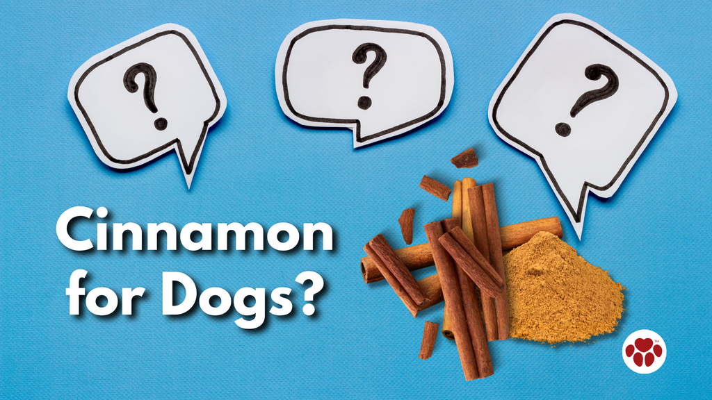 FAQs on Cinnamon  for Dogs