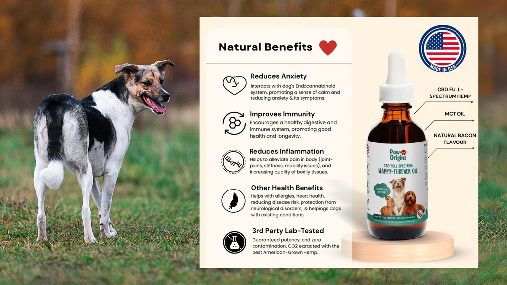 Factors to Consider When Choosing a CBD Formula for Dogs with Arthritis