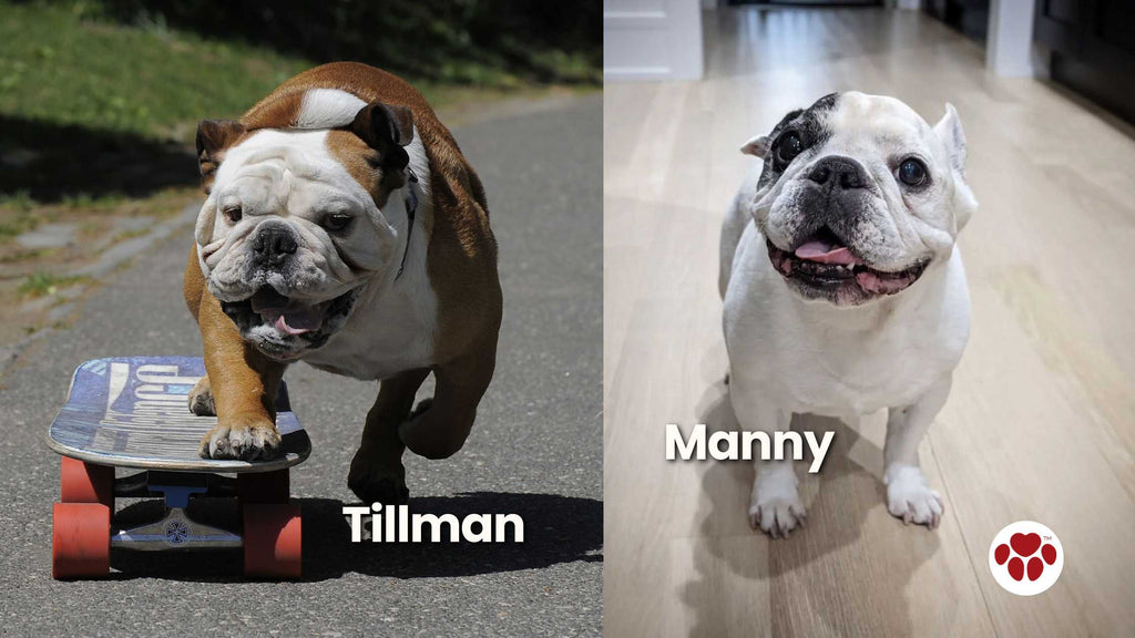 Famous French Bulldogs and English Bulldogs