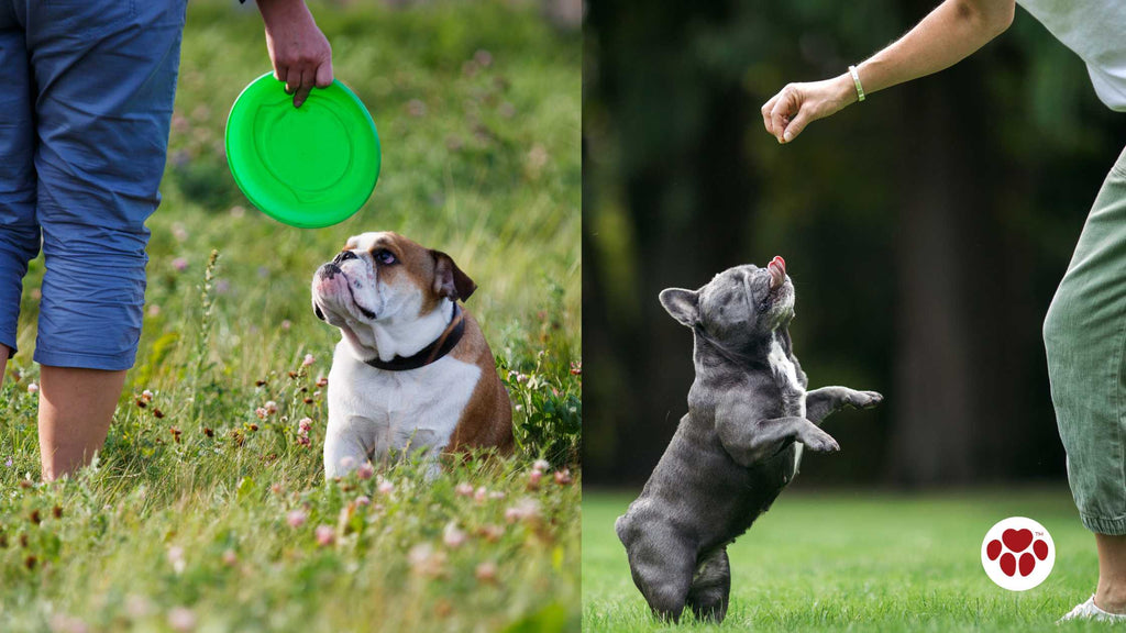 French Bulldog and English Bulldog in training