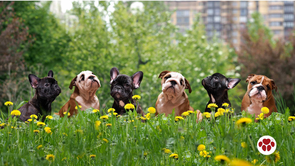 French Bulldogs and English Bulldogs