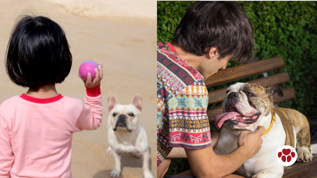 French Bulldogs and English Bulldogs personality differences