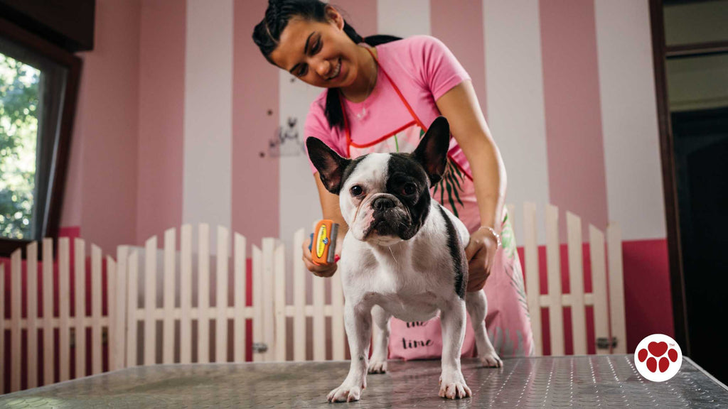 French bulldog in the grooming salon