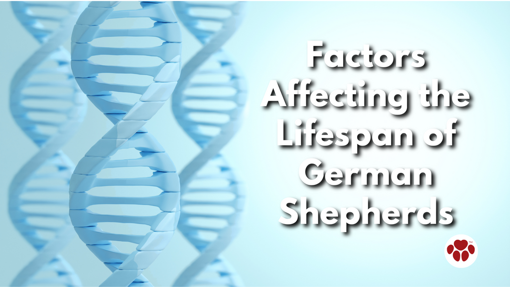 Genes as a Factor Affecting the Lifespan of German Shepherds