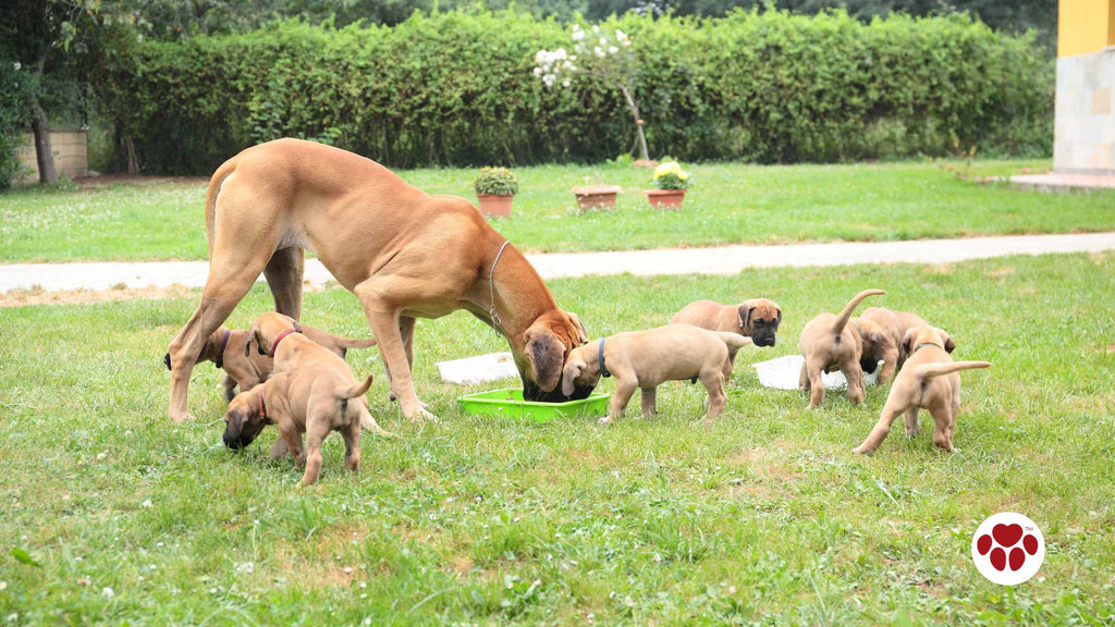 Great Dane and puppies