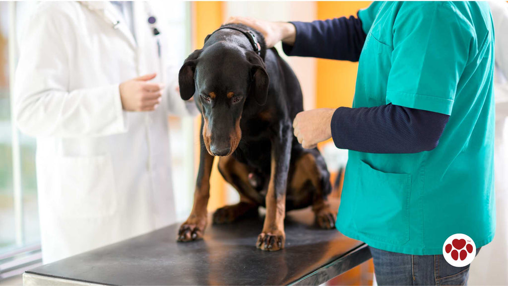 Great Dane examination in vet clinic