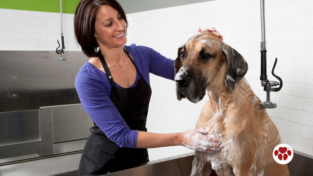 Great Dane getting a bath