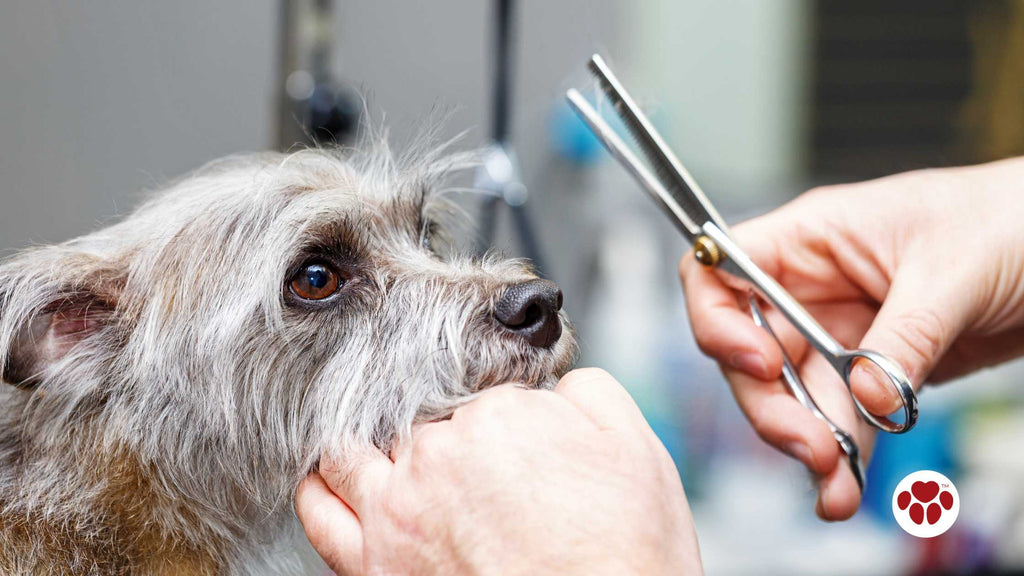 Groomer Cutting Dog Fur with Shears