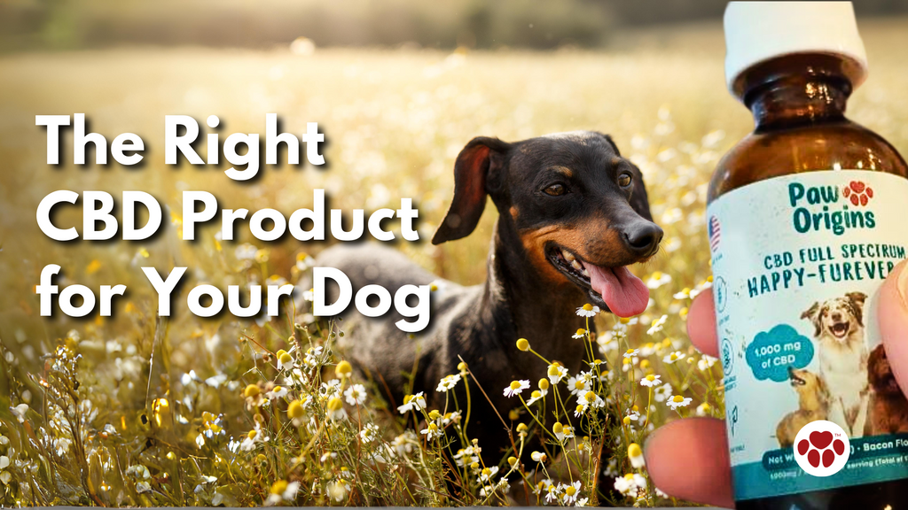 How to Choose the Right CBD Product for Your Dog?