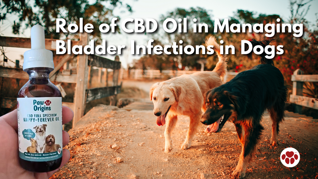 Role of CBD Oil in Managing Bladder Infections in Dogs