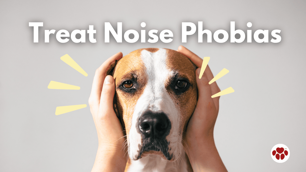 dog with noise phobia